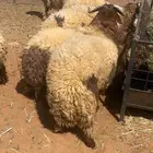 مفاطيح طيبه ذبايح مناسبات وزواجات ( الرياض مخرج 36 )