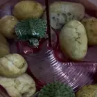 سلاحف برمائية صغيرة