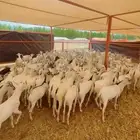 فرصتك تيوس المندي ب 700 ريال فقط