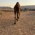 ناقه خفوت مجهم