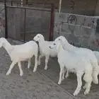 طليان شحم للبيع