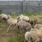 حوش شبك غنم