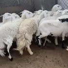 30 ضان حريات بفحولها 2 كفو ماشاء الله