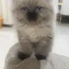 قط ذكر بيكي فيس عمره شهرين وصغير