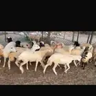 رخال رفيدي غنم