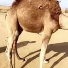 قعود مفرود عمره 10 شهور