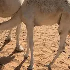 للبيع قعود لباني