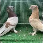 حمام تركي