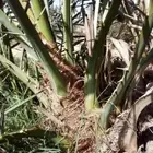 صنية فسائل عجوه