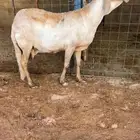 شاه ساكنيه صنف نادر خصم تم البيع