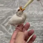 فرخ جاوا دايلوت عيون حمر .. محلي