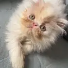 بيكي فيس للبيع