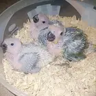 فروخ ( صن كنيور )