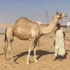 هجن متالي على ركاب منتج العد 4