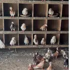 طيور