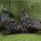 زوج مفتل اسود منتج توب مع فروخة