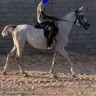 فرس شعبيه بالدمام