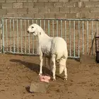 مشروع فحل
