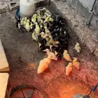 فروخ بط مصري