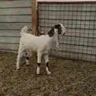 جفره مطوره خصمم