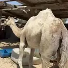 راس تنوره