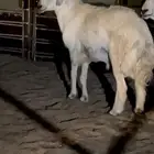 فحل حري عيسى صنف