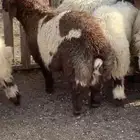 ذبايح سواكن نعيم حري شامل سلخ وتوصيل