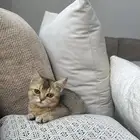 قطط قط قطوه قطه قط كيتن سكوتش
