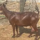 للبيع عنز دهما( تم البيع)