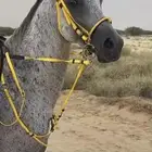 خيل