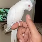 مطلوب كروان