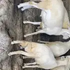 خرفان للبيع