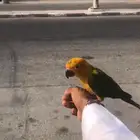 صن كنيور مفقود بحي طيبة