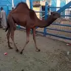 ملحمة ذبائح الحجاز-مخطط البدراني