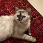 قطط تبني