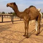 للبيع قعود طيب شحم فل(تم البيع)