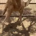 قعود