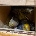 جوز كروان منتج ع شرط وقبل انتج عندي ومعه كل ملحقات