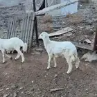 طليان حريه مقفله شحم جمله ولا تفريد