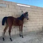 مهر واهو بطولات