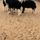 خروف رخل نجد رخال خرفان