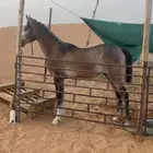 مهر شعبي للبيع