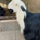 طلي فاخر نجدي ادغم - دغم