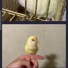 ببغاء روز