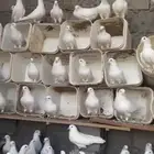 السلام عليكم لبيع الحمام فرنسي جامبو عدد 50 جوز