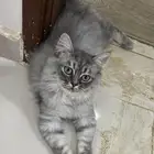 قط ذكر شيرازي للبيع