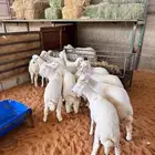 ذبايح الفاخرة