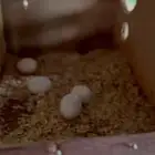 زوج كروان منتج للبيع