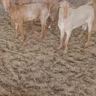 ما شاء الله تيوس جنوبيات طيبه للبيع