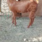 ما شاء الله تيس وجفره طيبه فل الفل